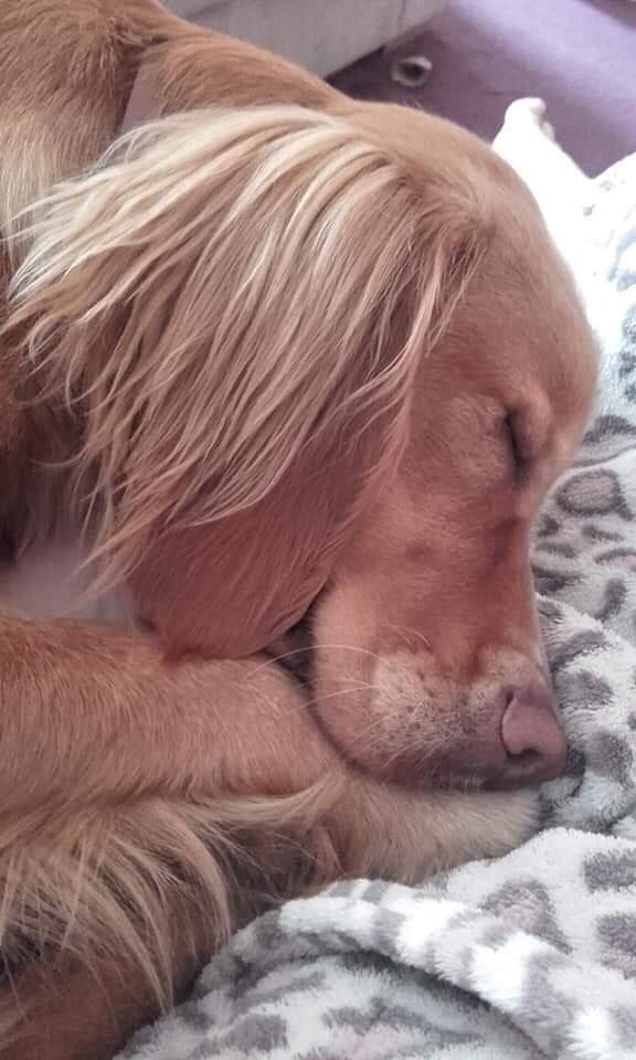 rosieDoc2's tweet photo. #findRusty
HELLO MY NAME IS RUSTY๐
I ran when I got scared #TrimleyStMary #LangstonPark area
PLS CAN YOU HELP ME HOME? I'm wearing a MUZZLE & really hungry, I think it may be nearly off now
I love my family so much & I feel really, really sad ๐ช I wish I'd stayed where I was https://t.co/VBL8TBFVwj