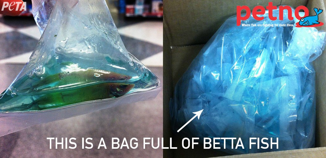 PETA on X: A pet fish is a bad idea. Betta fish are often transported in tiny  plastic bags for days on end.  #FishAmnestyDay   / X