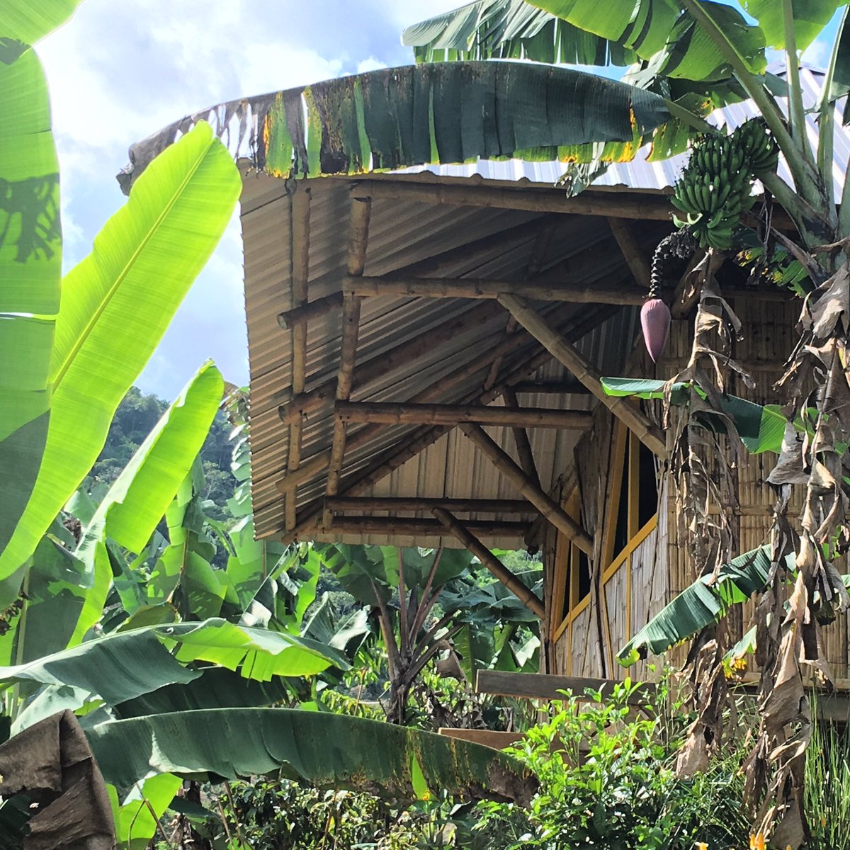 YantzaFarm's tweet photo. Our smaller #bamboo structure 6x3 meter in size. #bambooconstruction #guadua #amazonia #valledelasluciérnagas 🌎🌴 #zamorachinchipe #naturalconstruction #tropicalarchitecture #tropical https://t.co/BPsGF0Cz87