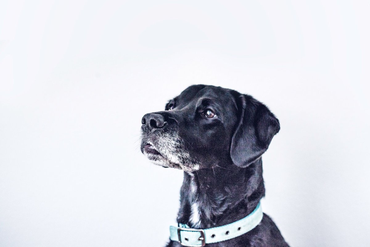 BarishGolland's tweet image. A Call for Critical Instructional Design buff.ly/2DjN8RC #etug - referred to by Irwin DeVries &amp;amp; Michelle Harrison (TRU) talking about "Developing an open reader in instructional design: A peer consultation"