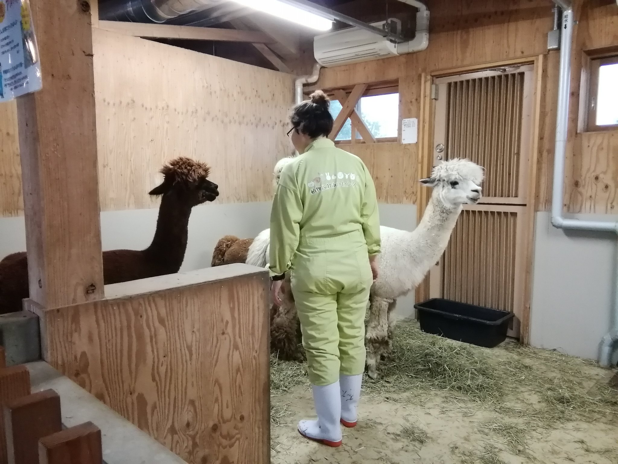 ちまちゃん 飼育員に怒られるアルパカ T Co W9dbmowuxg Twitter