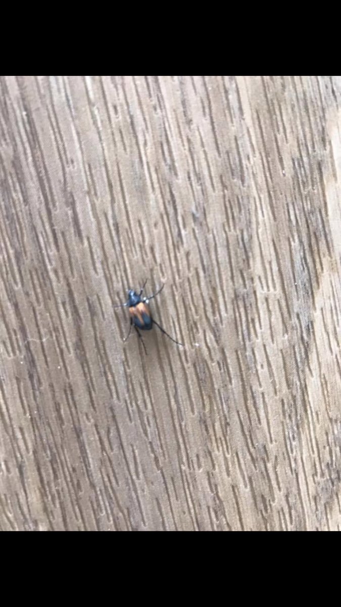 Emily Starcevich tweet media