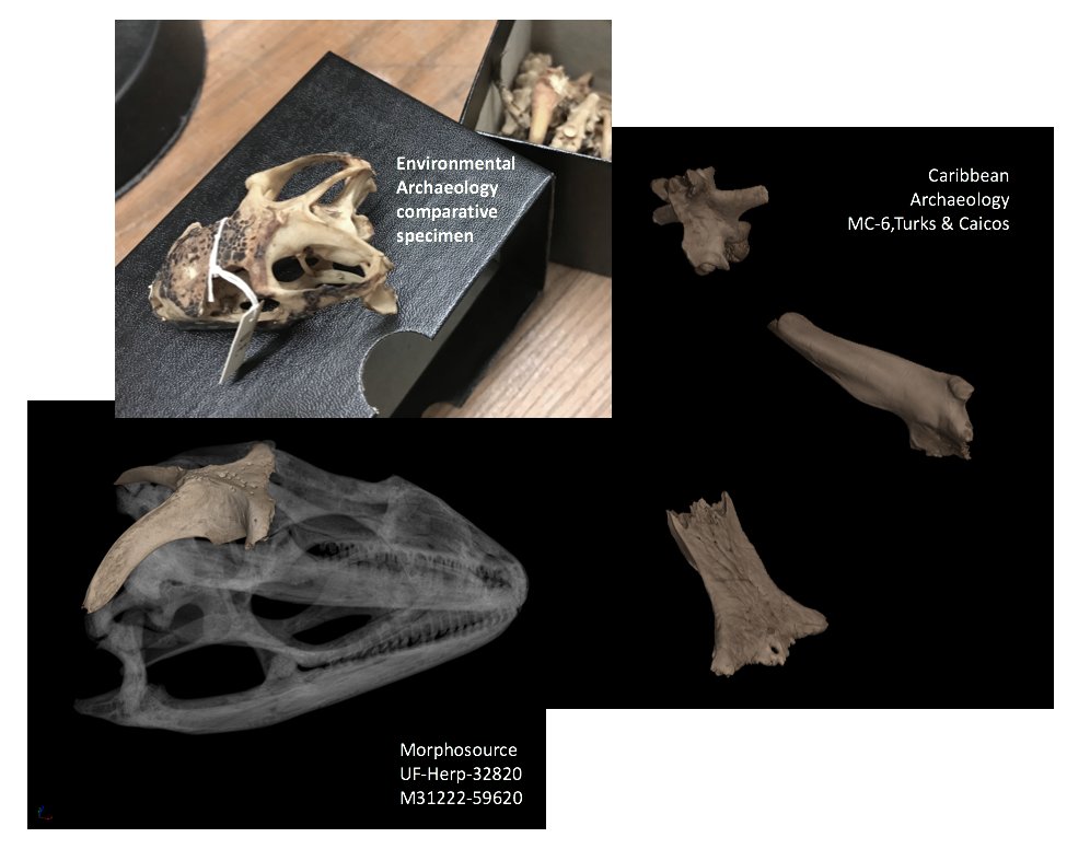 CT scans of rock iguana from Herpetology and Caribbean Archaeology collections, and a comparative from the Environmental Archaeology Program.