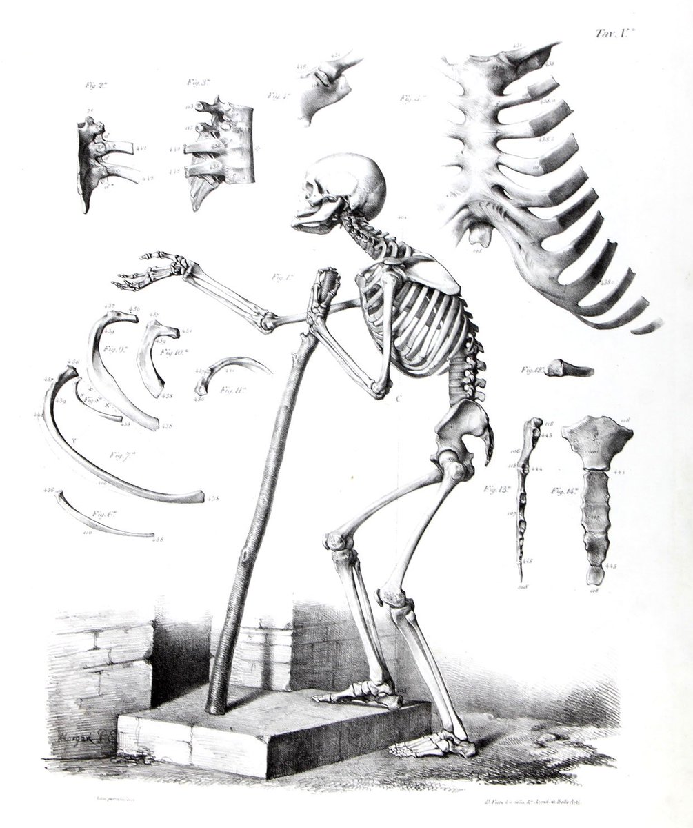 古典的な解剖図と、現代的な解剖図の大きな違いの一つは、体表の厚みを含むかどうかである。生きた人の骨が関節していない他の部分の骨に触れることはない。 