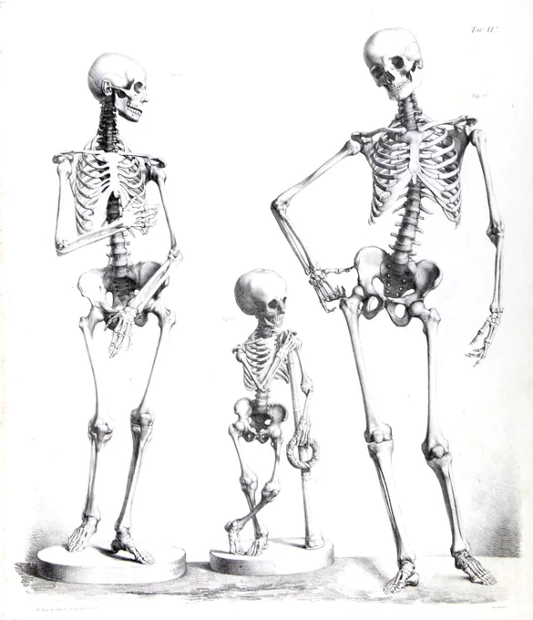 古典的な解剖図と、現代的な解剖図の大きな違いの一つは、体表の厚みを含むかどうかである。生きた人の骨が関節していない他の部分の骨に触れることはない。 