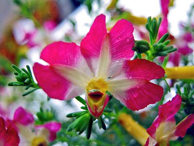 もも おはようございます 11 3誕生花 ハツコイソウ 花言葉 約束を守る 別名レケナウルティア 秋から春までが開花期 松葉のような枝先に黄色やピンク ブルーなどパステルカラーの花がまるで蝶々が飛んでいるように咲いてくれます