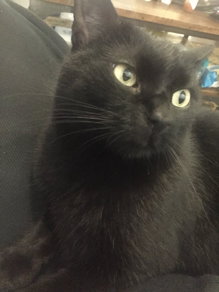 d3vnull42's tweet photo. @ComradeEevee Simon begs to differ https://t.co/aeBu8GXdK8