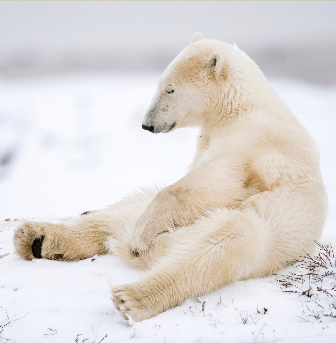 As #polarbears wait for the Hudson Bay to freeze, they conserve as much energy as they can. #sleepybear - #welivetoexplore #explorecanada #cangeo #travelmb #natgeocreative #natgeo #nature #ohcanada #snapshot_canada #tourcanada #enjoycanada #staywild #beautifulearth #AllTheThings