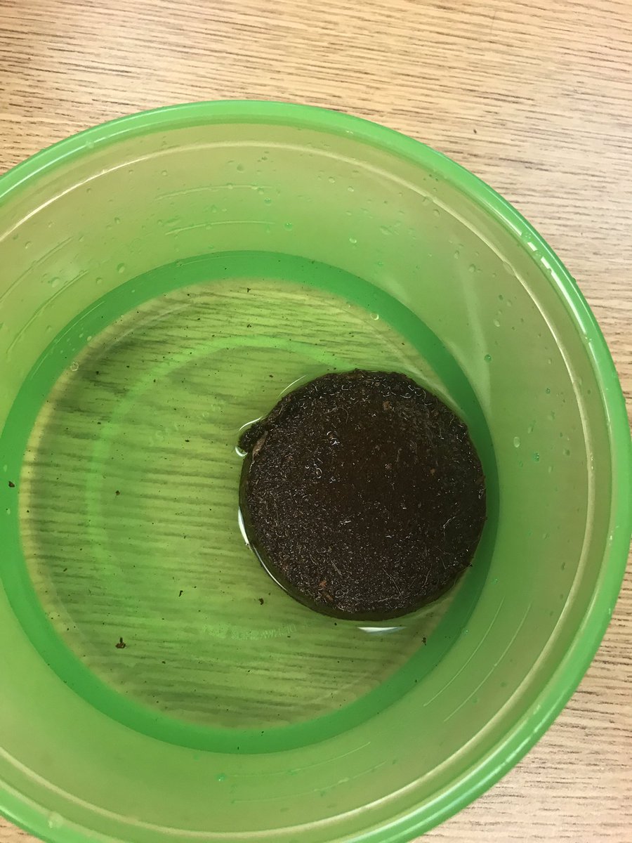 elisabethnewe10's tweet photo. Who knew there was a such thing as “rainbow carrots.” Check back with us, hopefully they grow! #mpsmovingforward #wilsonrangersLEAD #MPSAL #MakeEverydayExtraordinary #ApplyAAStandardsInEverything #WeLearnDifferentButAreNotLess https://t.co/ix0UPCvx3X