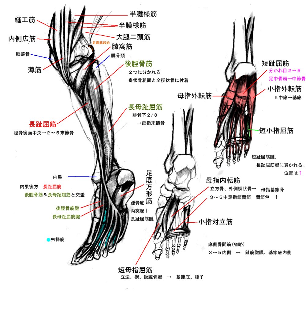 Masataka 下腿から足底の筋肉 自分流な書き方でわからんかもｗ 骨間筋に関しては隠れる位置だから端折ってます イラスト 人体 筋肉 足裏 イラスト好きな人と繋がりたい T Co Xrqs60lplq Twitter