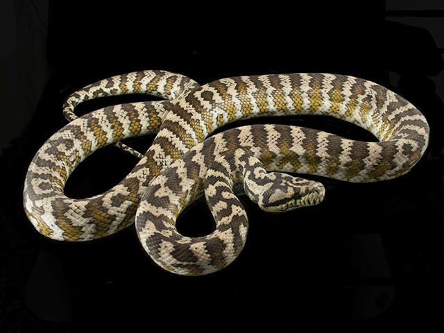Moreliapython's tweet image. This girl is going to come into the breeding group this season. #moreliaspilotaharrisoni #pythonsofinstagram #carpetpythonmorph #carpetpythonsofinstagram #ebmorelia #iranjayacarpetpython #papuancarpetpython ift.tt/2QgoMuH