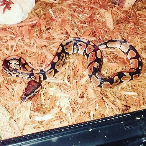 UndertheSun1996's tweet photo. Gratini. The great ball python. #newkid https://t.co/ndAisNPXXO