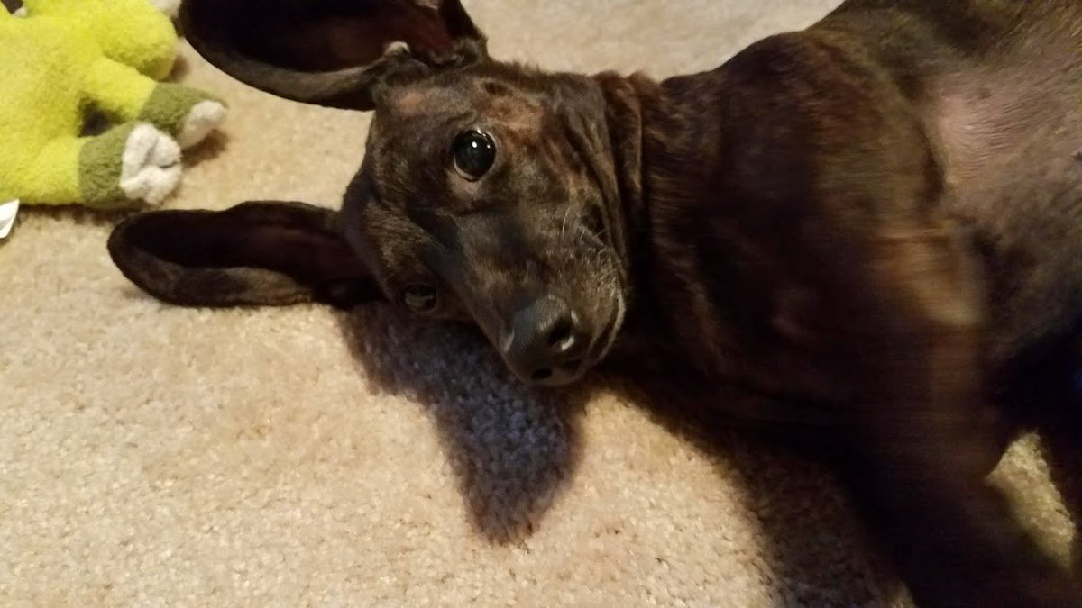 CaddingtonBare's tweet image. Just reminded Howie that tomorrow is #DevFest18 #DevFestSEA!