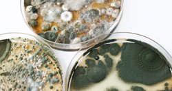 moldsensitized's tweet photo. What 4 Distinct Building Components Must Be Managed During Mold Remediation? https://t.co/dYvy496fpS #moldsensitized https://t.co/vjcVCUIda0
