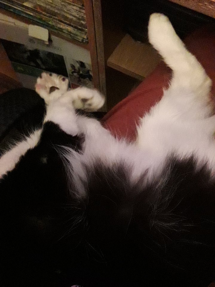 JuegosIyA's tweet image. Auxilio me desmayo!! 😶😶😶