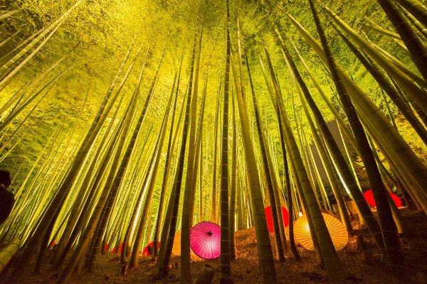 new_rakuen's tweet image. 高台寺の竹林(京都)