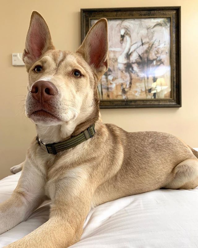 PitskyBrothers's tweet photo. Wait so.. “hotel” means we’re allowed to sit on the bed?! •
•
•
•
#familyvacation #vacationmode #weekendvacation #happyfriday #friyay #fallvibes #mansbestfriend #pitskysofinstagram #huskypuppy #puppiesofinstagram #pitbull #husky #pitskybrothers #pitsky #nature #love #fri… https://t.co/Qhvs2MC3kn