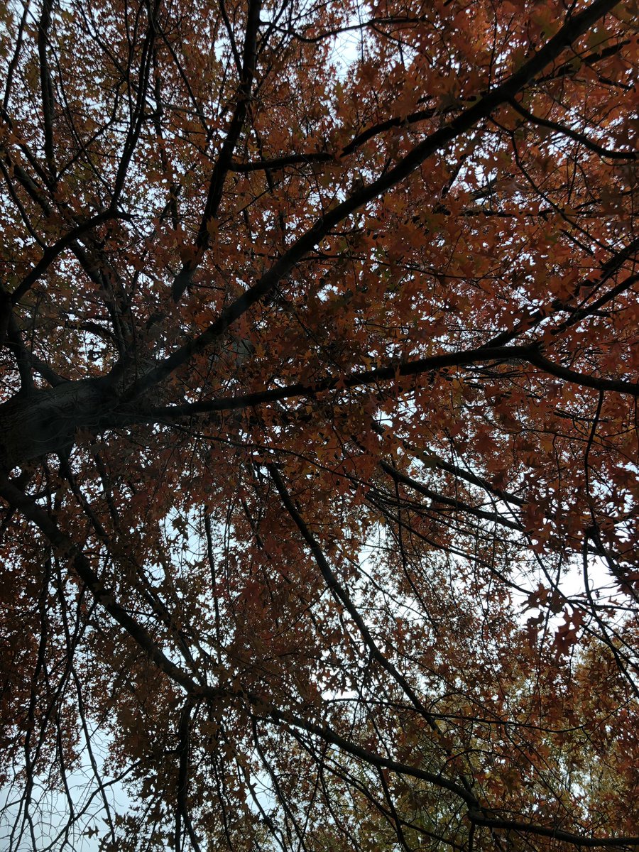 s_rving's tweet image. Leaves are changing. Autumn weather is amazing #autumncolors #autumnleaves