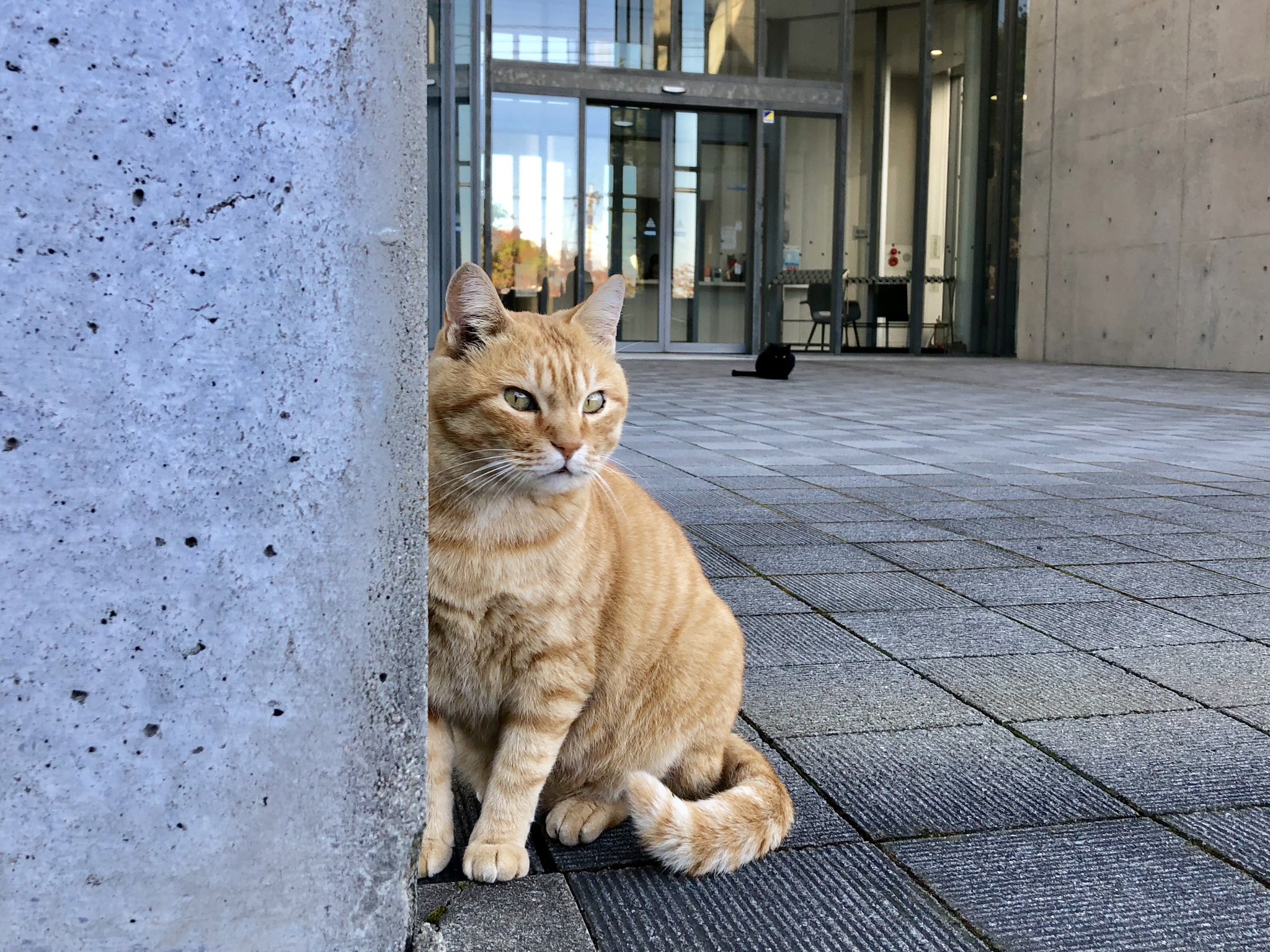 尾道市立美術館 両雄 Two Great Cats Hあさ スタッフ撮影の美術館周辺の猫スナップをご紹介 Spin Off 18 不定期配信 尾道 千光寺公園 尾道市立美術館 猫 茶トラ 黒猫 Cat Onomichi T Co Pv9ac9ohnk Twitter