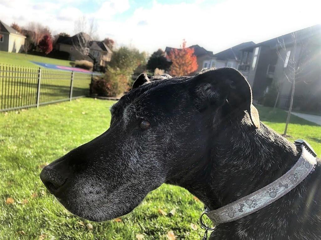 Cute_and_Food's tweet photo. "My best pal gained her angel wings today, picture was taken before we brought her in to the vet. Macy used to go outside &amp; sleep in the sunniest part of our backyard, she loved feeling the sun beams on her, that was her happy place. Luckily, we got to do that one last time … https://t.co/J7aRPZsghh
