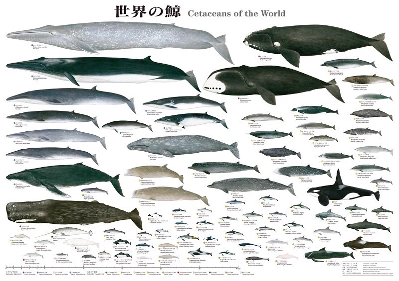 本 【日本鯨類研究所】B1 大判ポスター 3種類 計3枚セット 鯨 図鑑 クジラ