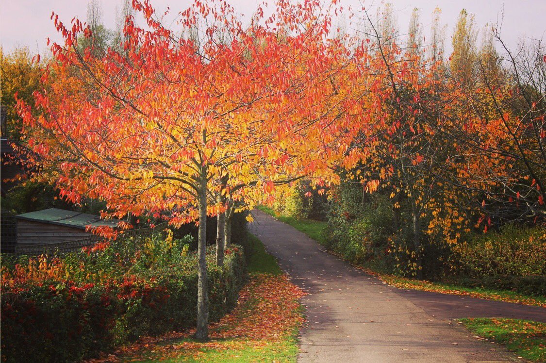 scenesfromMK's tweet image. #NovemberTrees #MayfairFilter #LoveMK