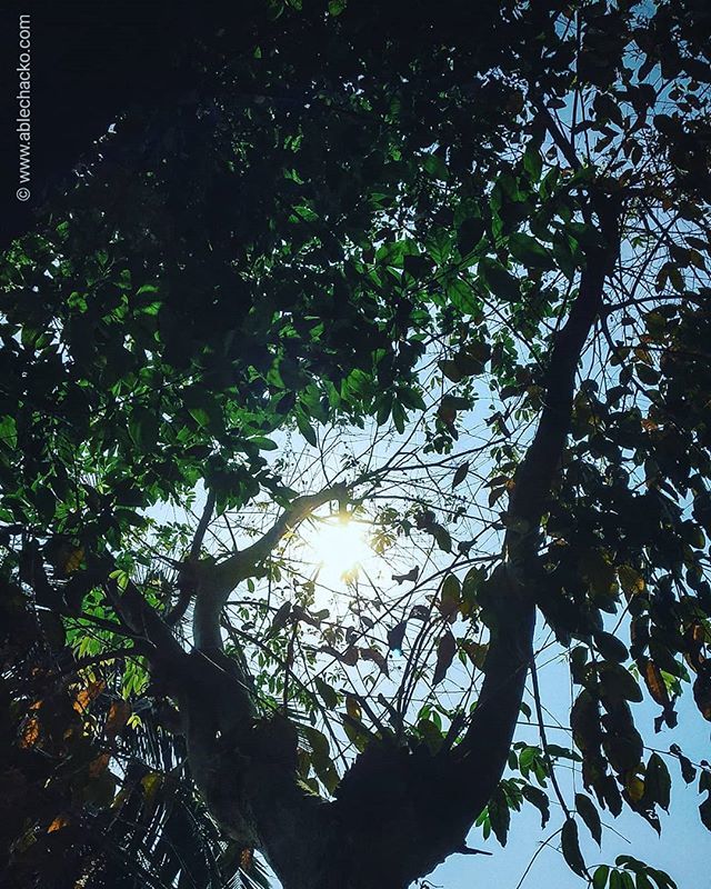 ablechacko's tweet photo. I just looked to the Sky! Hey anyone there 😇 #seewhatablecaptured .
.
.
.
.
.
.
.
.
.
.
.
.
.
.
.
#nature_brillance #paradise #sunshine #roamtheplanet #godrones #garden #growsomethinggreen #sunnysideoflife #earthofficial #nature_perfection #earthfocus #earth_deluxe #artofvi… https://t.co/pAjg3qHhrU