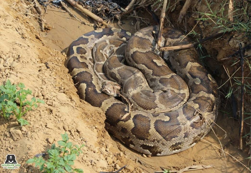 WildlifeSOS's tweet image. A 12 ft long #IndianRockPython was found entangled in a fishing net in #Agra.The injured snake was heroically rescued by #WildlifeSOS and is under observation.
The python weighed approx 40 kg & its sheer size made the #rescue operation extremely challenging for the team.