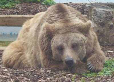 Makki_Kuenstler's tweet photo. Guten Morgen Bruno - guten Morgen Natur 🙋‍♂️🦉🐻🌲🌳 https://t.co/Bql6qJiXRz