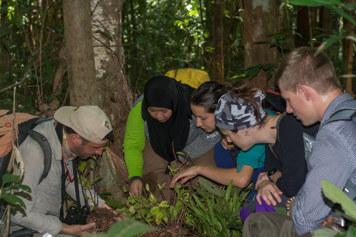 We have a few "general" places available on our field course at <a href="/Danau_Girang/">DGFC</a> in Borneo with <a href="/UnboundAU/">Unbound</a>. If you're an Australian student, sign up here: unbound.edu.au/tropical-biodi…. Otherwise, here: taxonexpeditions.com