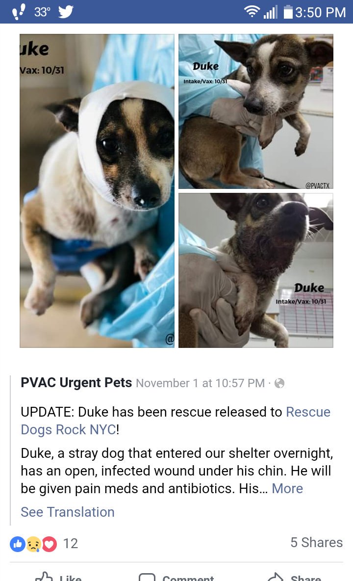 reggiebjosol's tweet image. Duke at #PVACTX released to Rescue Dogs Rock  NYC