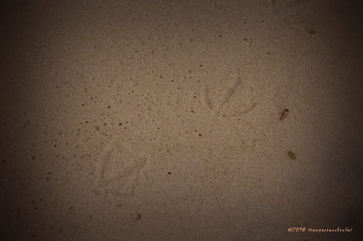 AMPartworksofMI's tweet photo. Ludington State Park| Michigan Beaches ⛱🐚⛵️⚓️☁️🍂🍁 | #muskegon #michigan #photography #ampartworksofmi #october #fall #seasons #water #sanddunes #PureMichigan #lakeshore #westmichigan #madeinmichigan #naturalbeauty #footprints #HappySaturday #scenic #mittenstate #VisitMI ❤️✨ https://t.co/KJxSCEapl7