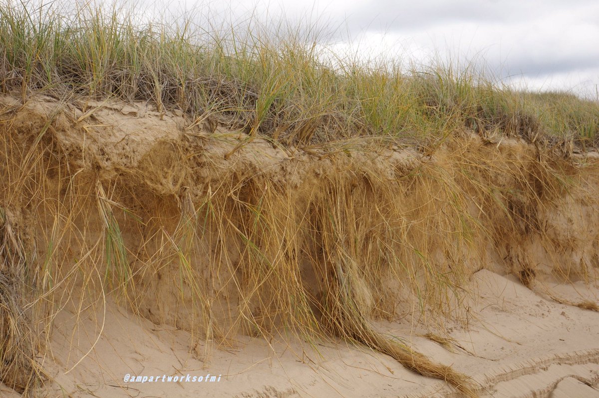 AMPartworksofMI's tweet photo. Ludington State Park| Michigan Beaches ⛱🐚⛵️⚓️☁️🍂🍁 | #muskegon #michigan #photography #ampartworksofmi #october #fall #seasons #water #sanddunes #PureMichigan #lakeshore #westmichigan #madeinmichigan #naturalbeauty #footprints #HappySaturday #scenic #mittenstate #VisitMI ❤️✨ https://t.co/KJxSCEapl7