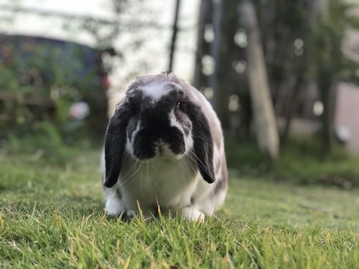 1番可愛いウサギの写真を貼った人が勝ち 1番可愛いウサギの写真を貼った人が勝ち
