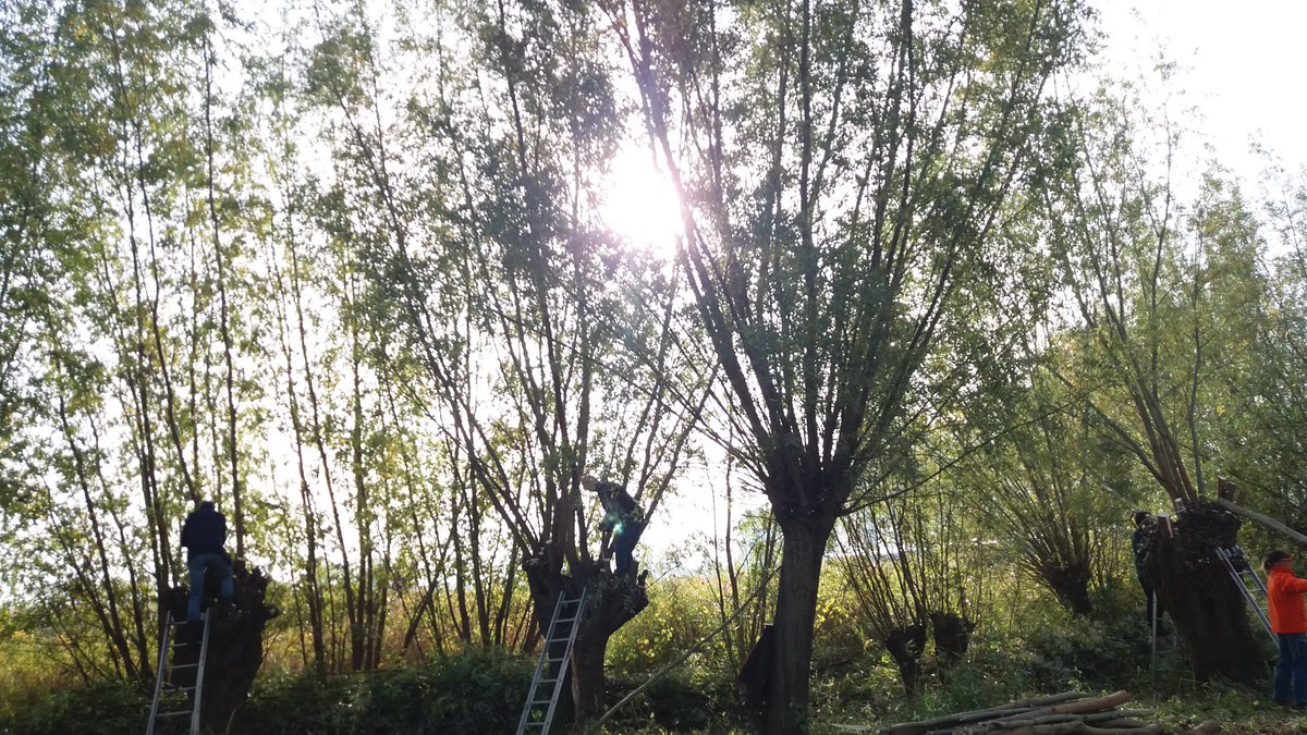Wat een toppers! Vrijwilligers werkgroep landschapsverzorging van #natuurverenigingtholen en andere enthousiastelingen knotten wilgen op Tholen tijdens de #Natuurwerkdag! <a href="/Gemeente_Tholen/">Gemeente Tholen</a>