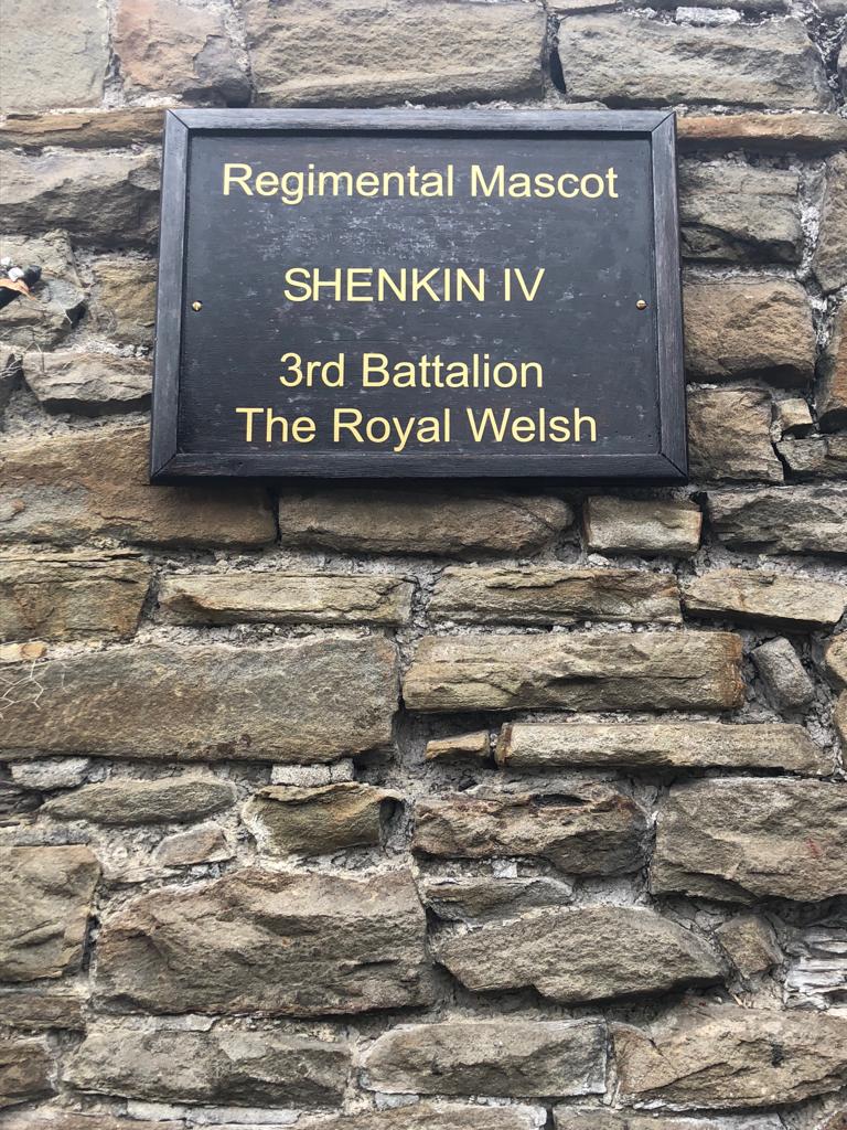 The Royal Welsh Goat tweet media