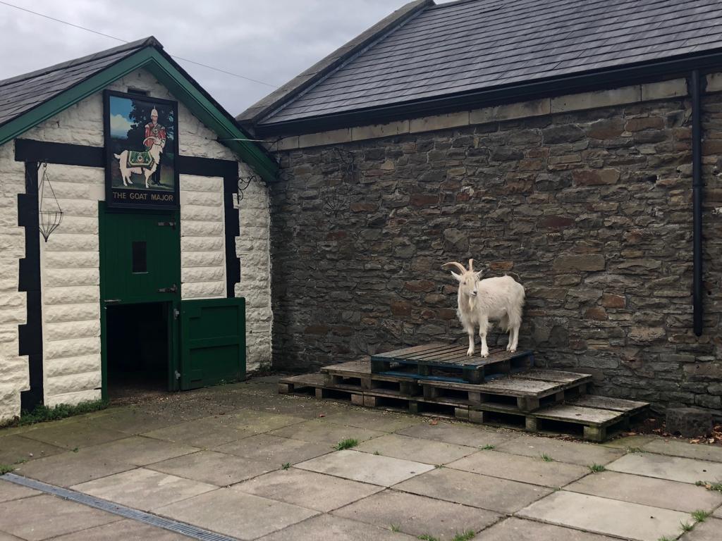 Final prep, hooves buffed, fringe combed and horns polished.
A few quite moments before me and Jacko head down to The Principality Stadium in the new trailer. Thank you @Soldierscharity