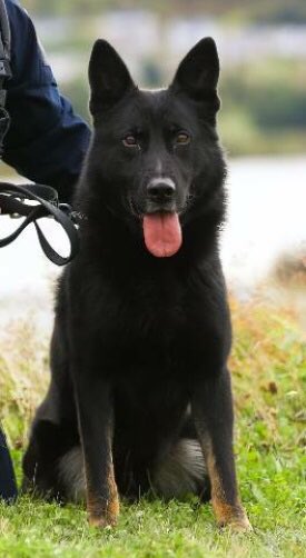 RNC_PoliceNL's tweet photo. We are continuing to search for our beloved PSD Edge this morning in the Paradise area . A reminder that if you do see him please call us immediately at 729-8000 opt 1. Please do not approach him. #nltraffic https://t.co/sucO8utQh4