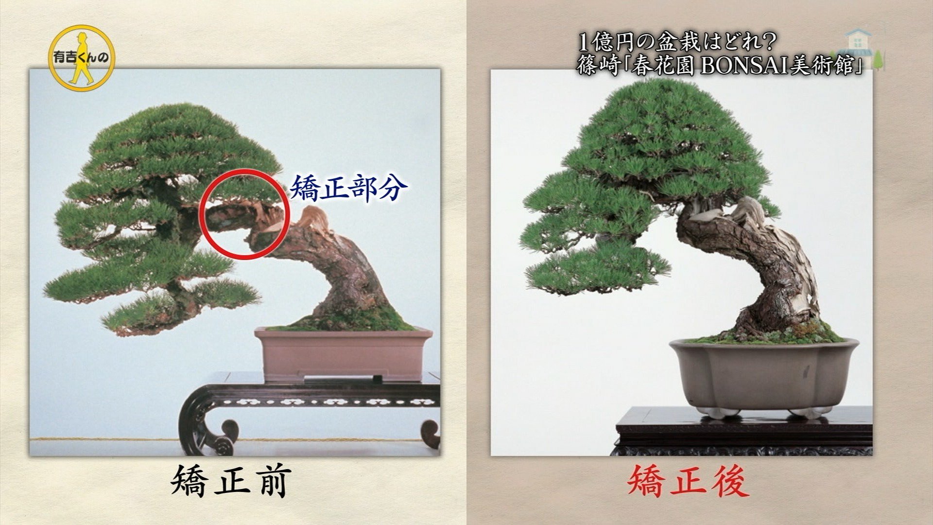春花園 Twitter Search Twitter