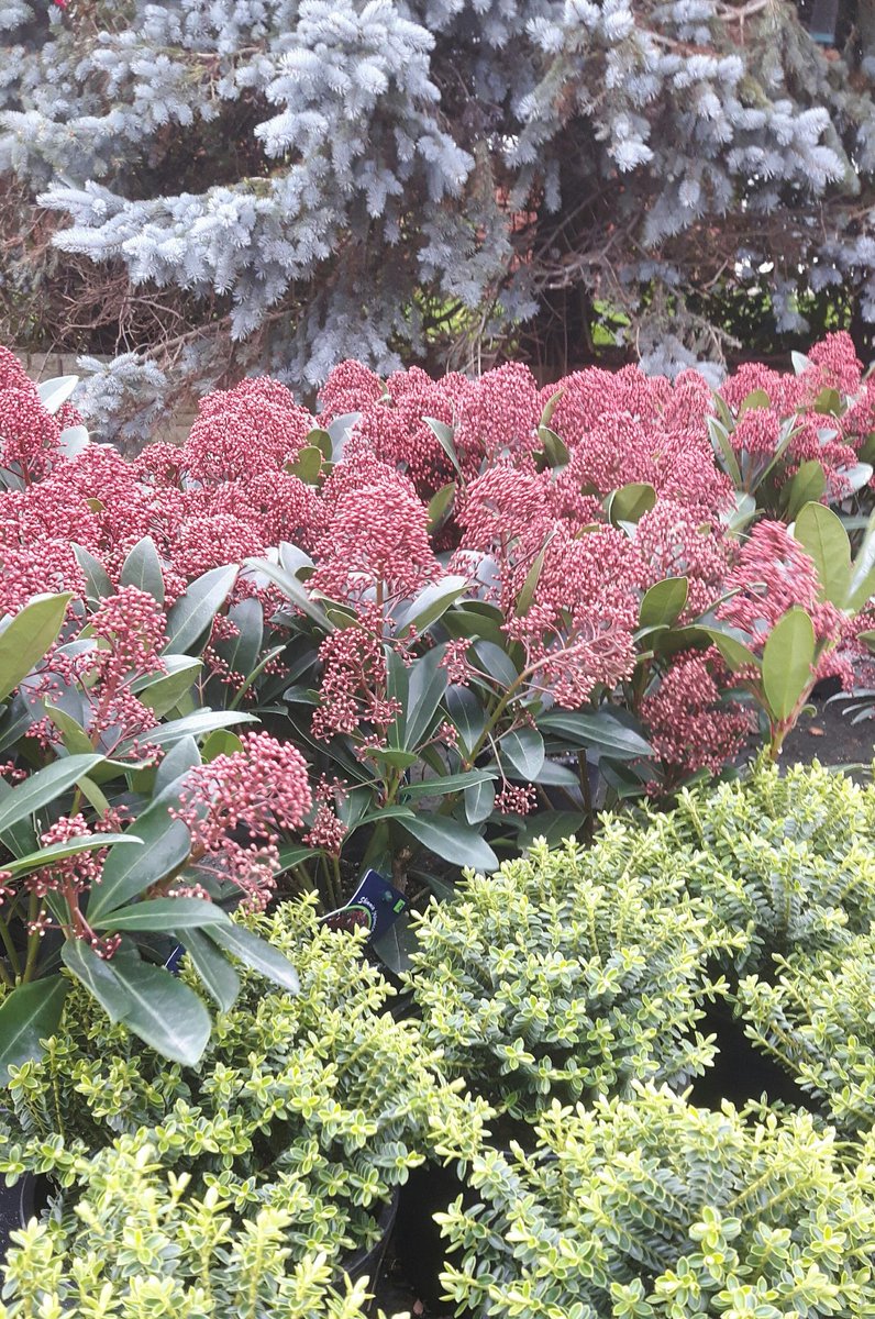 jajonesccuk's tweet image. #SaturdayMorning here @ our Cash &amp;amp; Carry a tad #breezy , 
Here a group of #Evergreen plants 
#Hebe Buxifolia, #Skimmia Rubella and backed by a #Bluespruce , #Picea pungens &apos;Hoopsii&apos;. Have a Great #weekend !