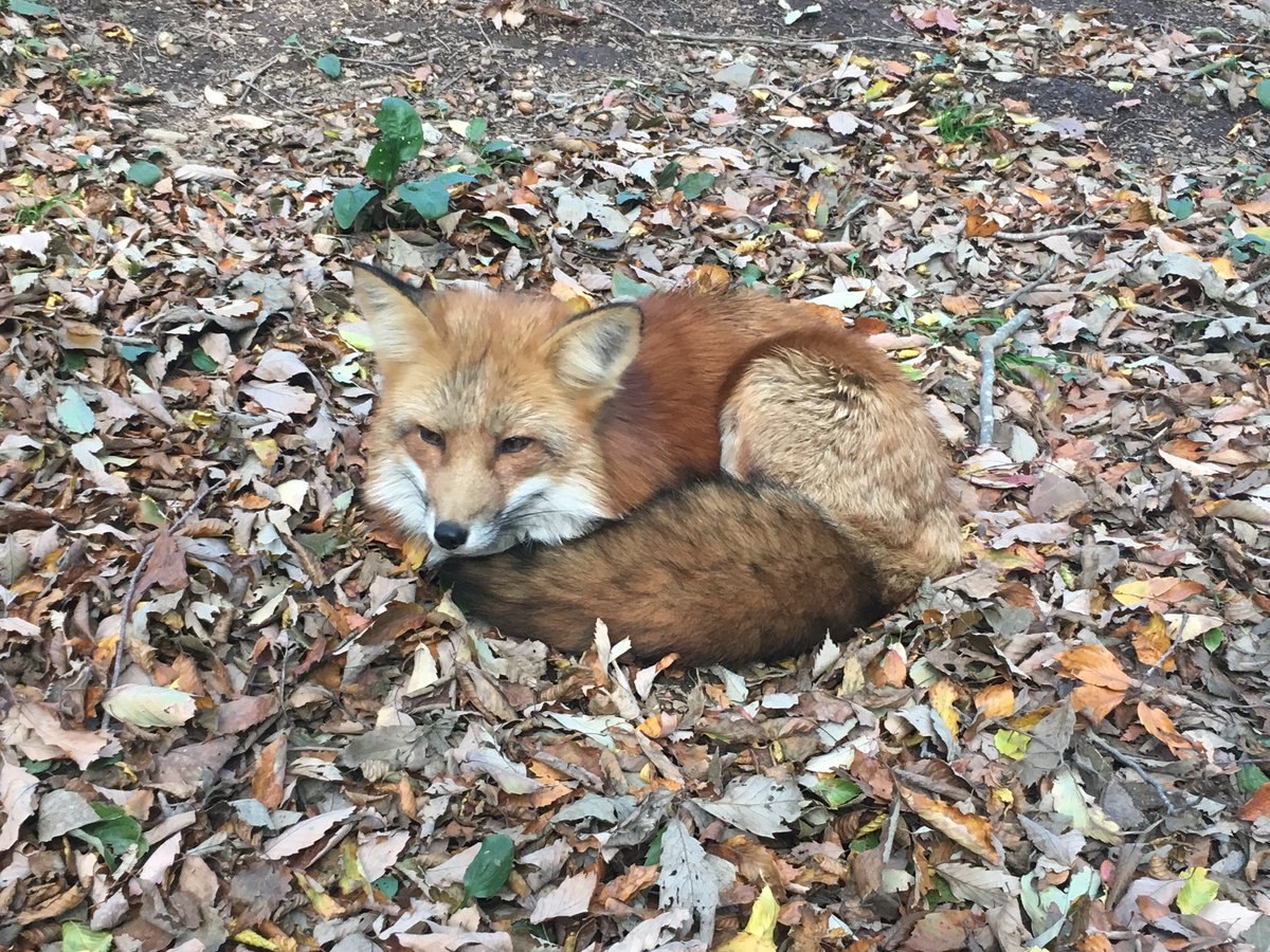 Kamshoku 蔵王キツネ村行ってきたーめちゃんこかわいい狐飼いたい と思って調べたら特別な許可はいらないんだね しかし高いし懐かないし主従関係がないって え キツネってイヌ科の動物じゃんな しゃーないからやっぱサモエド優先的に飼う方向で調整