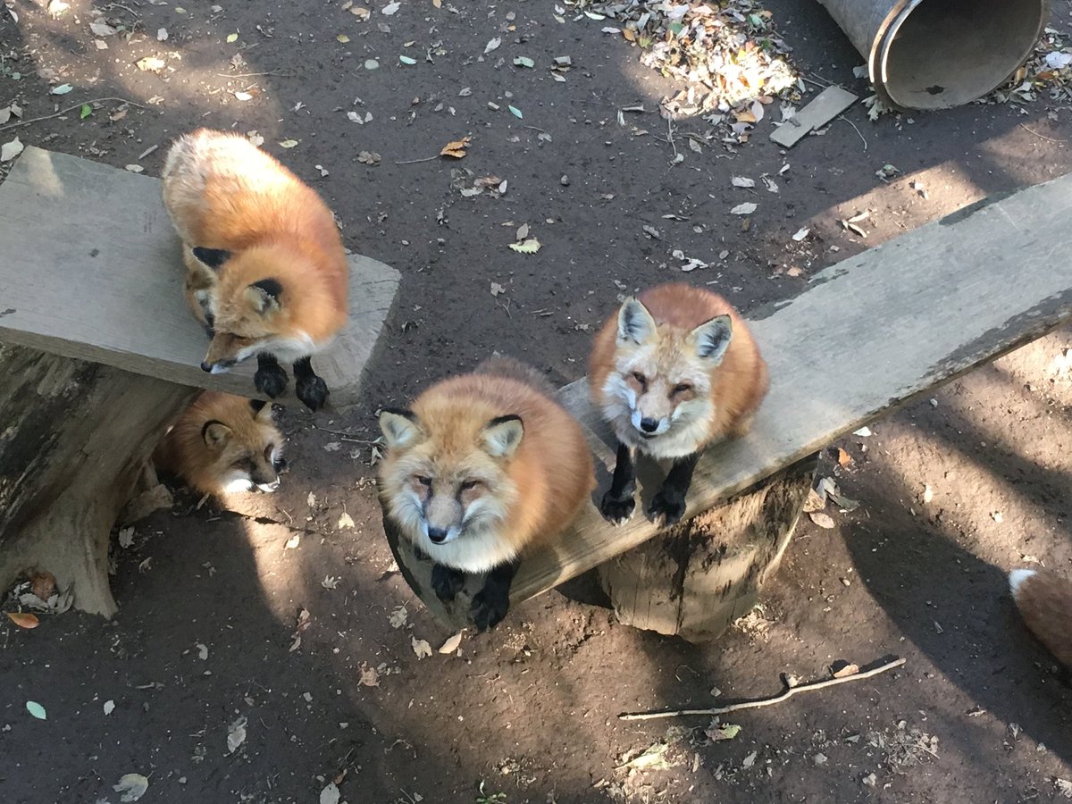 Kamshoku 蔵王キツネ村行ってきたーめちゃんこかわいい狐飼いたい と思って調べたら特別な許可はいらないんだね しかし高いし懐かないし主従関係がないって え キツネってイヌ科の動物じゃんな しゃーないからやっぱサモエド優先的に飼う方向で調整