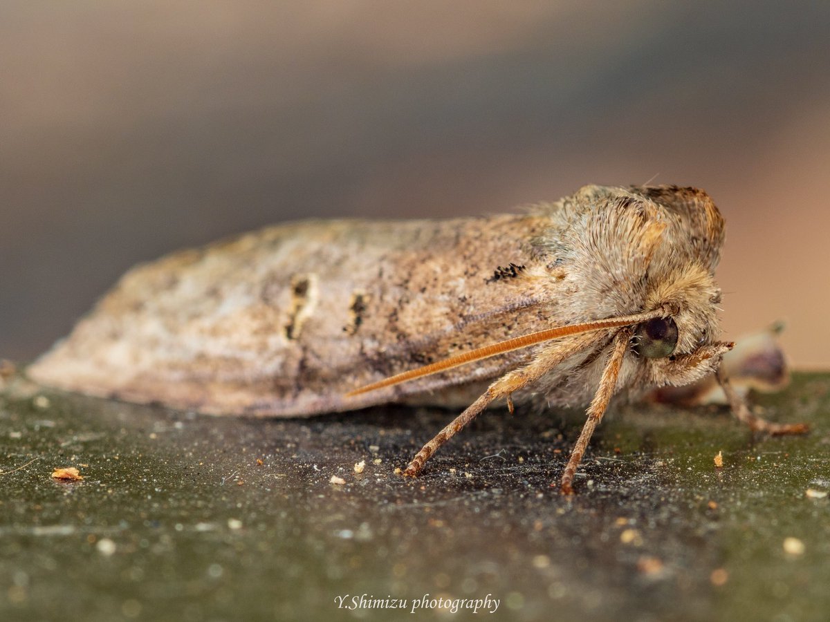 しみず 虫撮る人 君の名は 蛾シリーズ 昆虫 昆虫写真 キリトリセカイ 東京カメラ部 ファインダー越しの私の世界 写真好きな人と繋がりたい 蛾 名前教えて しみず 虫撮る人 君の名は 蛾シリーズ 昆虫 昆虫写真 キリトリセカイ 東京カメラ部 ファインダー越しの私の世界 写真好きな人と繋がりたい 蛾 名前教えて