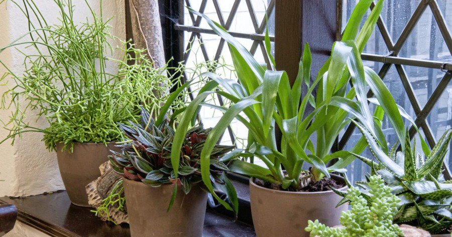 thegreen_keeper's tweet photo. Five ways in which indoor #plants can help to boost wellbeing... https://t.co/3gzj89P0Ba https://t.co/NASvFaC46J