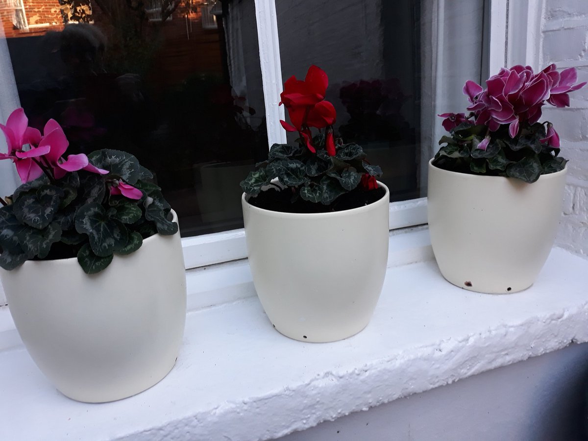 Planted these this morning. Lovely colours.  Hope they survive.