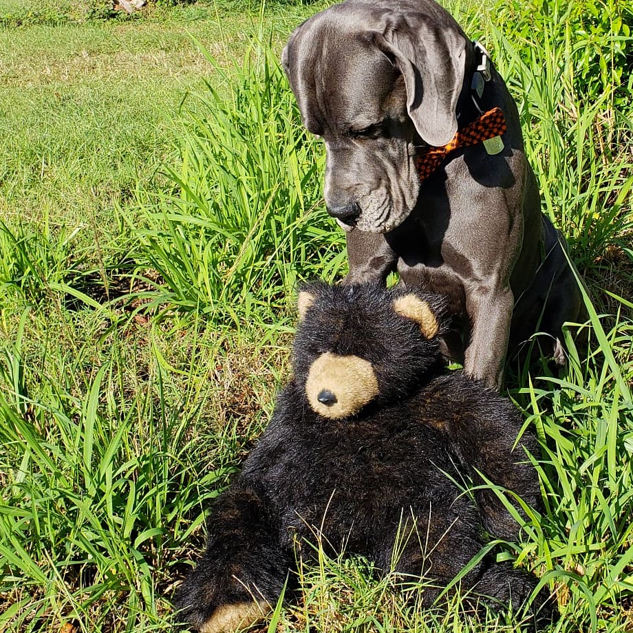 FergusGreatDane's tweet image. Playtime with mini #BartTheBear 🧡🖤🧡 #fallinflorida .
Wearing my bow tie from petbowtiesbykrystal Etsy shop #bowtiesbykrystal 
.....
#greatdane #bluegreatdane #FergusTheBlueGreatDane #greatdanes #dogs #giantbreed #highcottongreatdanes #dogsoftwitter