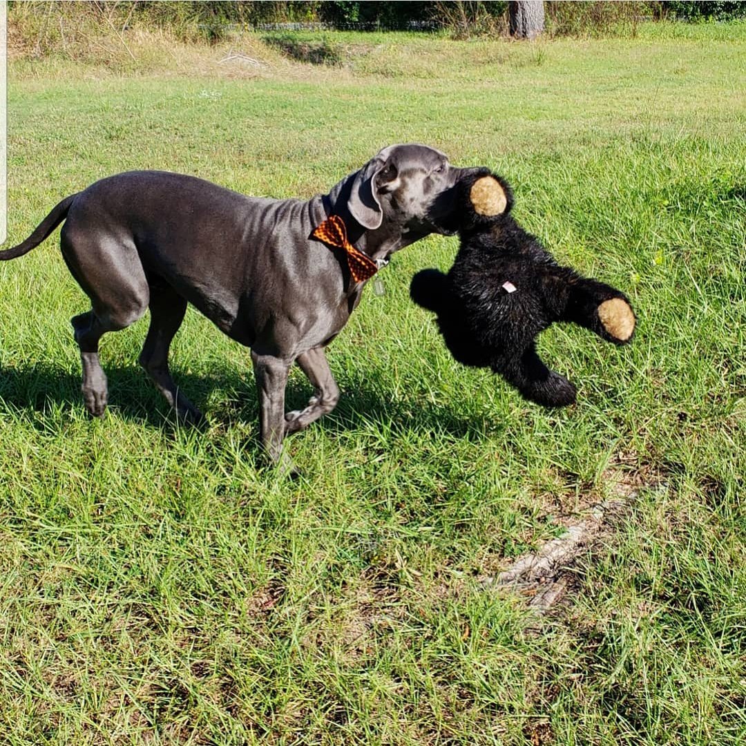 FergusGreatDane's tweet image. Playtime with mini #BartTheBear 🧡🖤🧡 #fallinflorida .
Wearing my bow tie from petbowtiesbykrystal Etsy shop #bowtiesbykrystal 
.....
#greatdane #bluegreatdane #FergusTheBlueGreatDane #greatdanes #dogs #giantbreed #highcottongreatdanes #dogsoftwitter