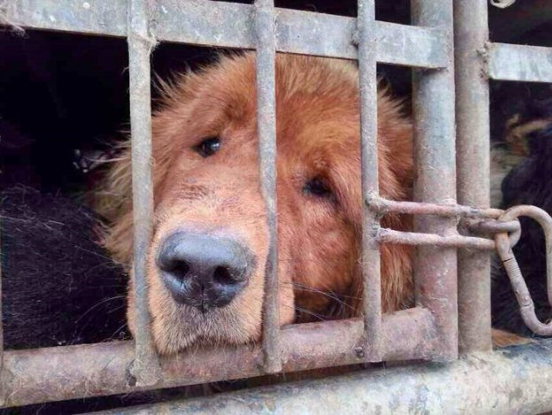 NamiKim_DogsSK's tweet photo. "The worlds largest #DogMeat consuming nation is hosting #WorldDogShow2019. Let's organize a free tour to a #DogMeatMarket, offer it to  those participating/coming from all over the world. There is a dog meat market in #Shanghai the venue for 2019"

➡️https://t.co/0rhKoswi9i https://t.co/lDJoiW7pcG