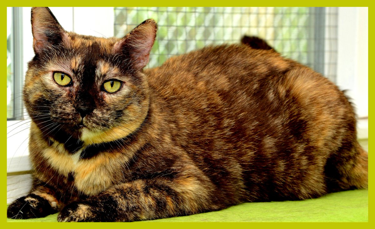 ChwkSafeHaven's tweet photo. #SafeHavenCats #HappyCaturday wishes from #CatOfTheWeek Jerry! 
#SaturdayThanks to Victoria for her mo. #Sponsorship donation for Jerry &amp; Sunshine both #LongTimeResidents. If you can't adopt, sponsoring is an awesome way to have a #CatConnection &amp; you get a professional photo! ✔ https://t.co/o1j3RA2xrv