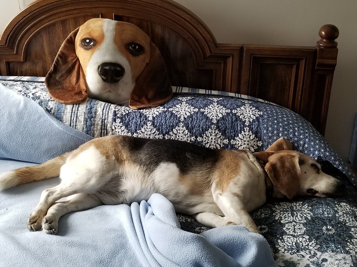 medium beagle